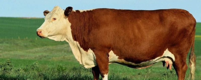 为什么养肉牛不建议养水牛