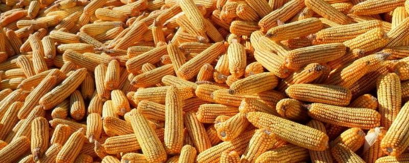 利农368玉米品种