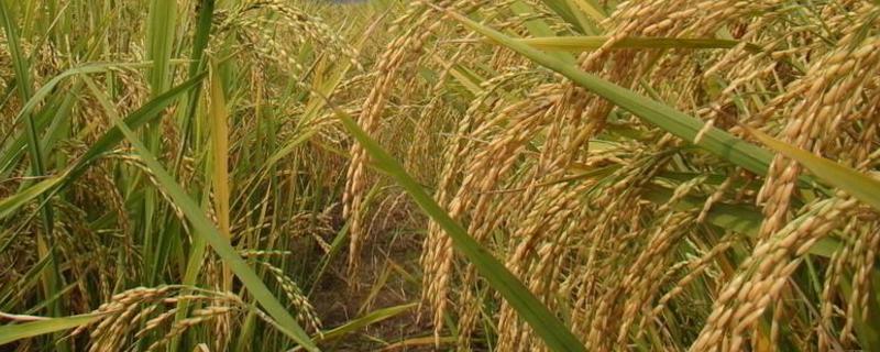 抗倒伏高产水稻品种