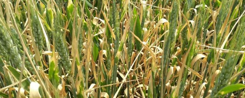 小麦干叶是什么病