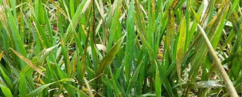 小麦除草剂产生药害怎么办