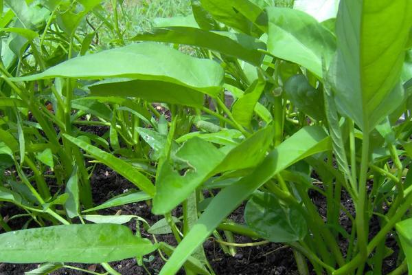 空心菜的行距和株距，附种植方法