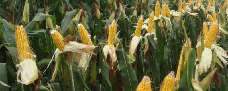 玉米一般几月份种