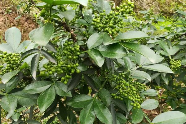 花椒种植需要什么条件，附种植方法和时间