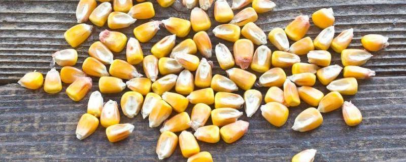 玉米种子每亩用多少斤