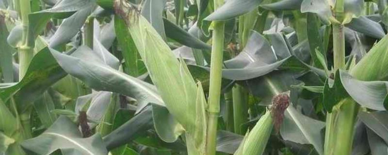 玉米种植最低温度是多少