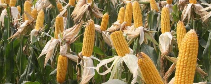 玉米最低气温多少度可以播种