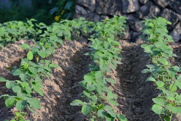 毛豆种植行距和株距，附种植方法步骤