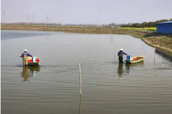 怎么养虾，养虾需要什么条件