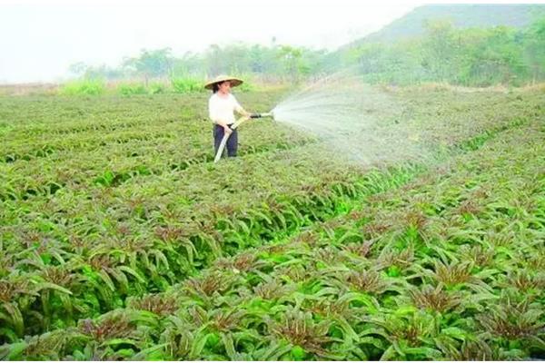 莴笋春季露地种植技术，种植多久可以收获