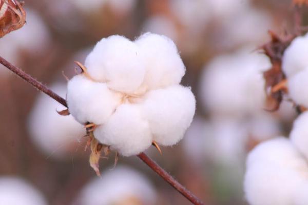 棉花种子怎么种，什么时候种植合适