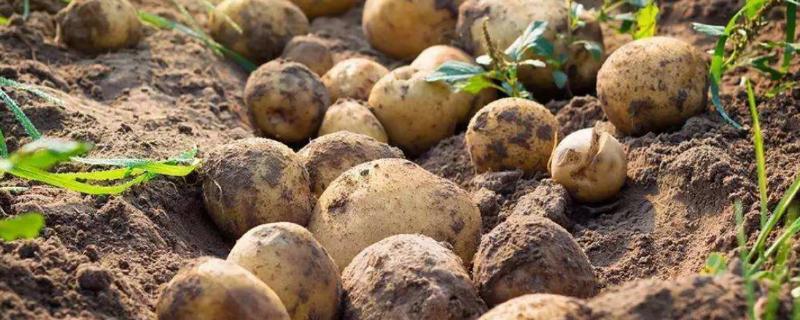春季土豆高产栽培技术