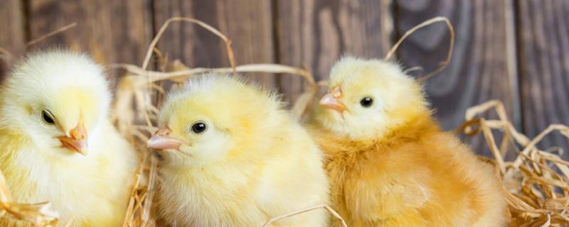 孵化机刚孵出的小鸡怎样喂养