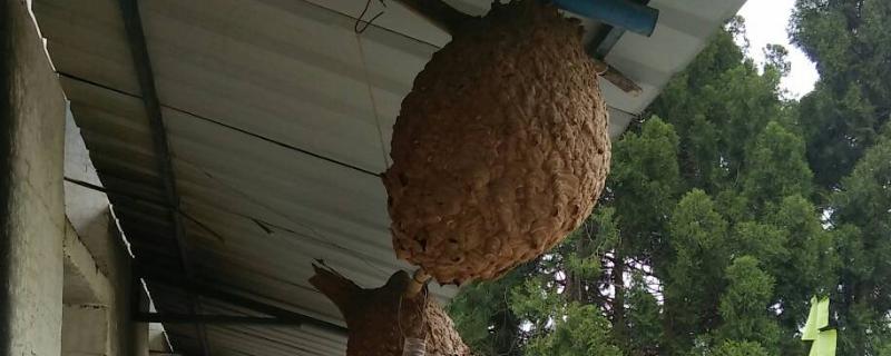 胡蜂人工诱导筑巢方法