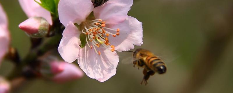 自然分蜂一般飞多远