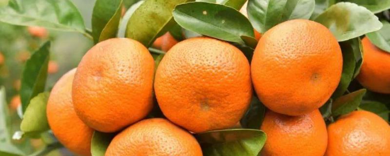 柑橘褐斑病图片及防治