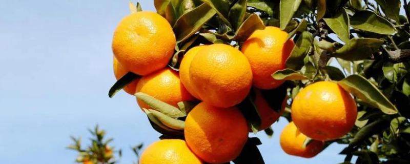 柑橘花期用什么农药