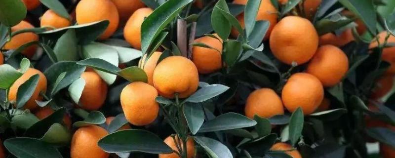 柑橘上为什么不能使用丙溴磷