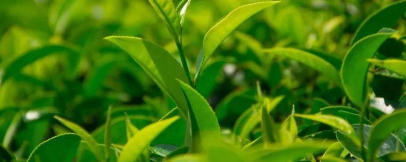 茶叶叶面肥催芽肥的正确使用