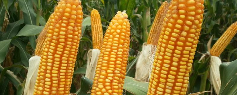 农大372玉米种的特征特性