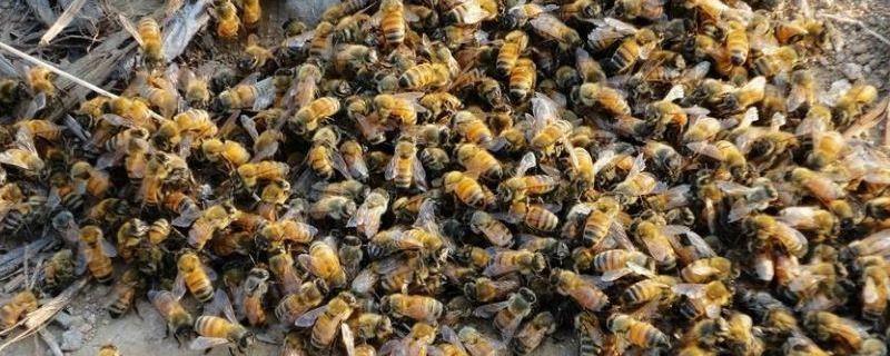白糖喂蜜蜂的正确方法