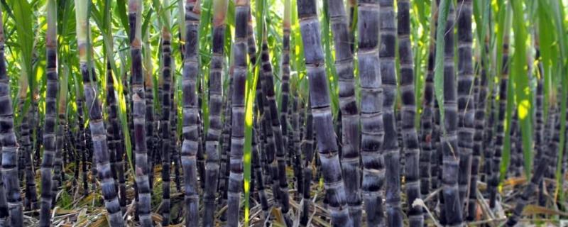 甘蔗种植方法和技术