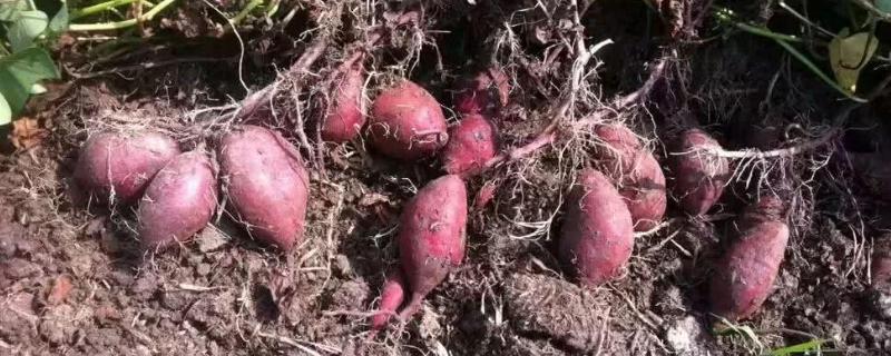 紫薯的种植方法和环境要求