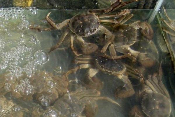 野生螃蟹怎么养活，下塘要注意什么