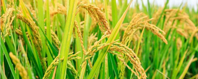 丁草胺在水稻田使用方法