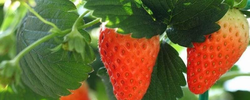 草莓的管理技术要点