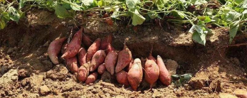 红薯防治地下害虫农药