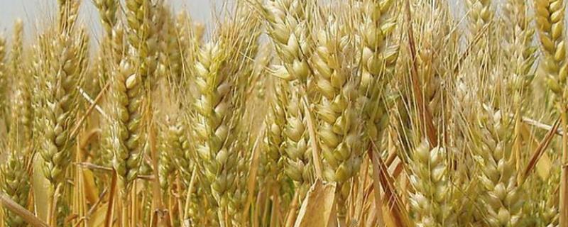小麦春季打什么药能增产