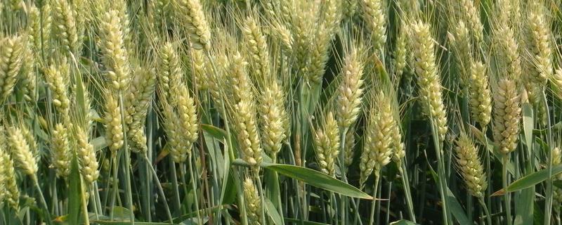 小麦扬花期和灌浆期