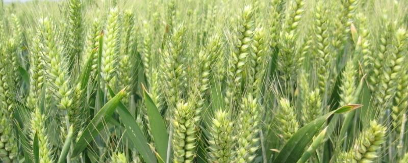 小麦干穗是什么病如何治疗