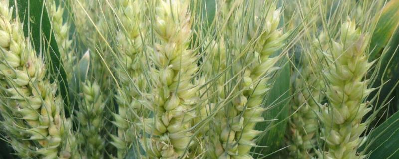 华成865小麦种的特征