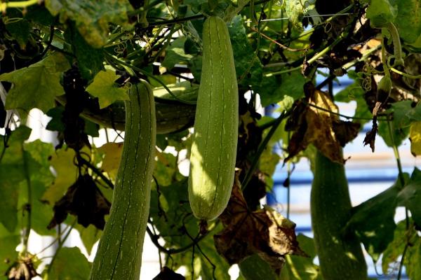 丝瓜种植间距为多少，附种植技术要点