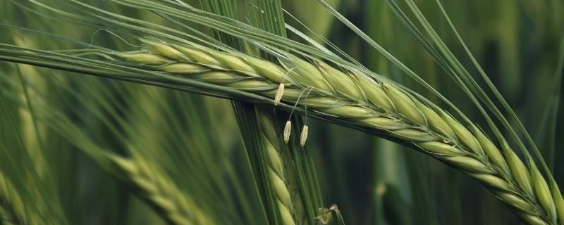 小麦死穗是什么病