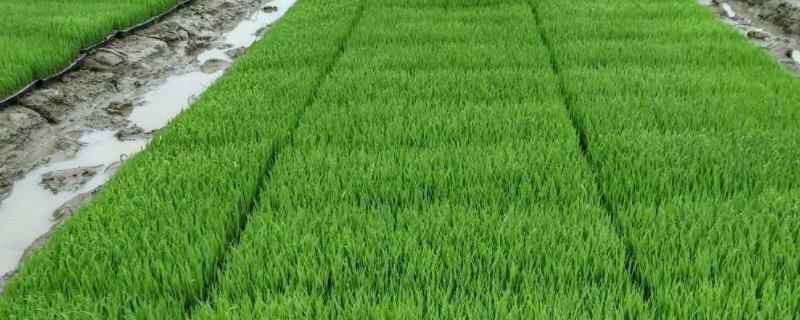 水稻从育苗到成熟的全过程