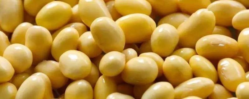 煮熟的黄豆怎么发酵做肥料