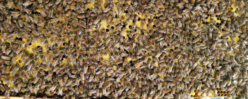 中蜂一般飞多远去采蜜