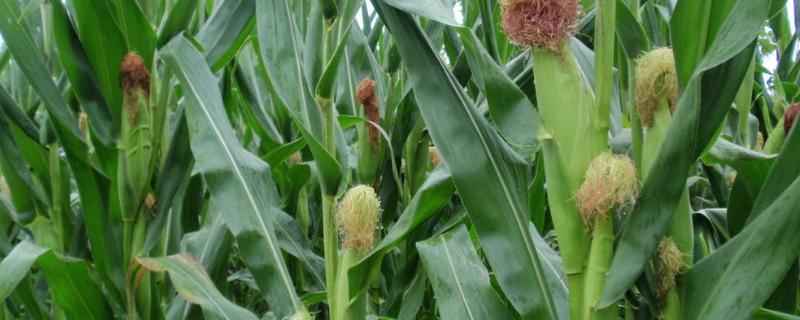 玉米种植深度和株距