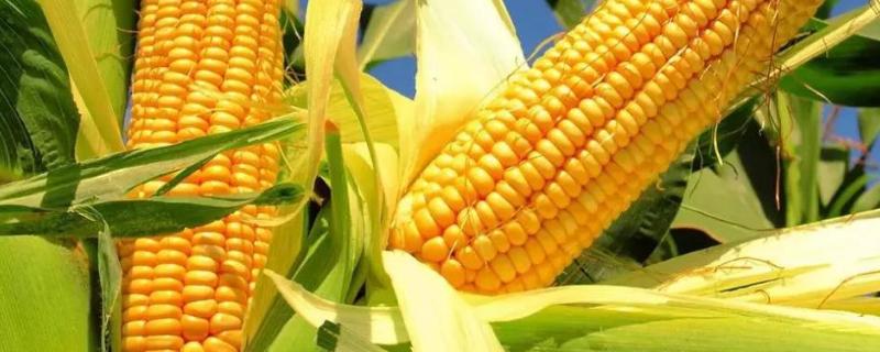 玉米种肥用啥肥料