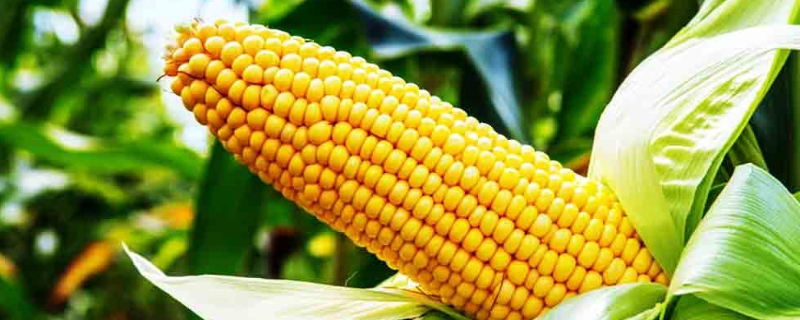玉米播种方法和注意事项
