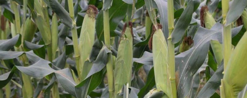 登海371玉米种的特性和产量