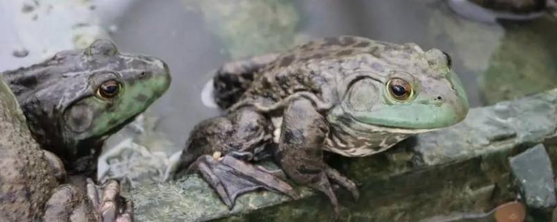 牛蛙最大能长到几斤
