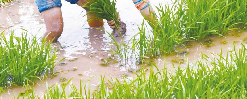 水稻秧苗怎么培育