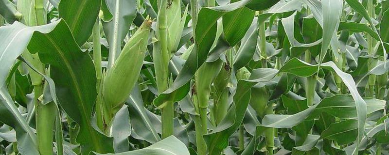 玉米叶面肥配方