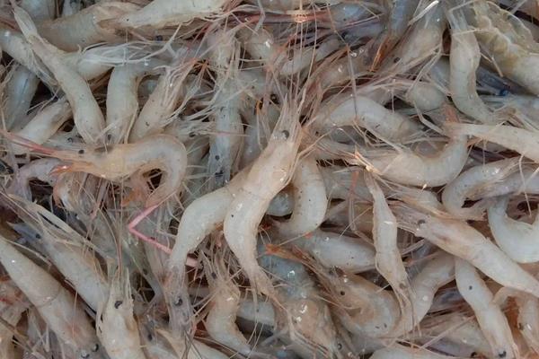 脊尾白虾的起源及其身体特征