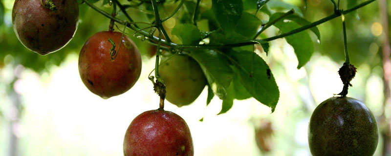 百香果种植技术，如何管理百香果种植