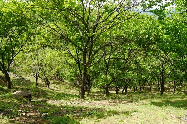 北方板栗和南方板栗的区别